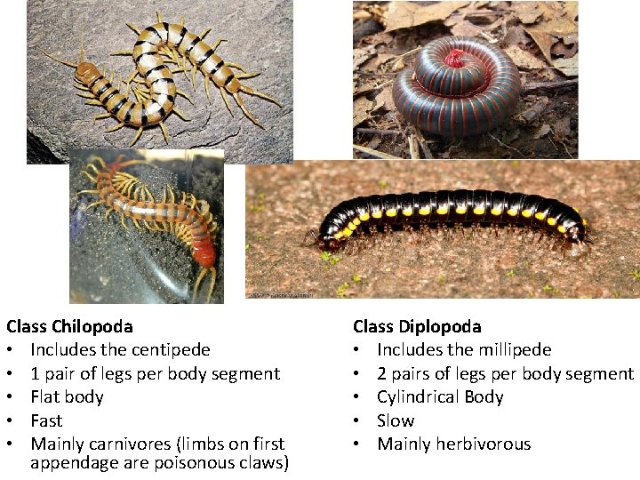 Class Chilopoda • Includes the centipede • 1 pair of legs per body segment