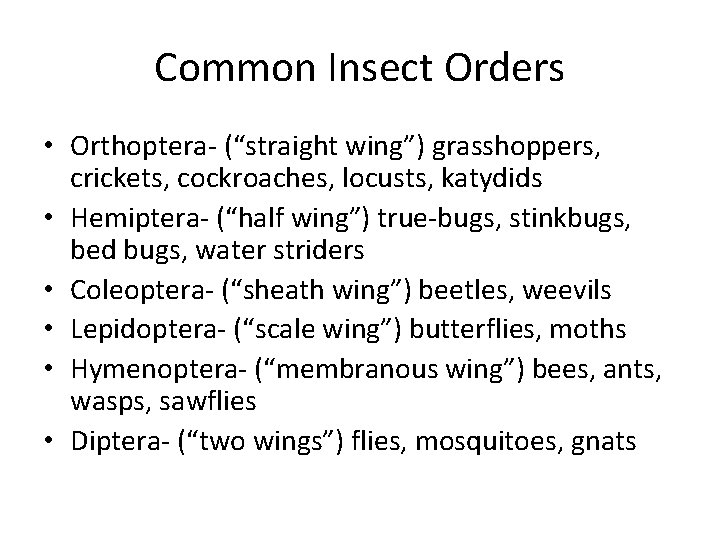 Common Insect Orders • Orthoptera- (“straight wing”) grasshoppers, crickets, cockroaches, locusts, katydids • Hemiptera-