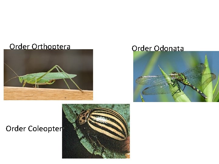 Order Orthoptera Order Coleoptera Order Odonata 