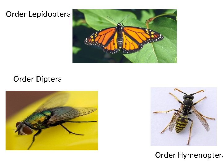 Order Lepidoptera Order Diptera Order Hymenoptera 