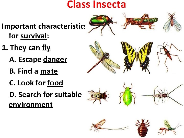 Class Insecta Important characteristics for survival: 1. They can fly A. Escape danger B.