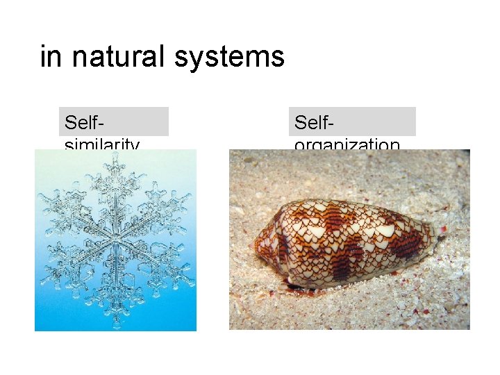 in natural systems Selfsimilarity Selforganization 