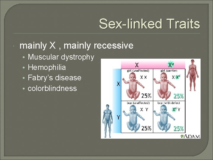 Sex-linked Traits mainly X , mainly recessive • • Muscular dystrophy Hemophilia Fabry’s disease Sex-linked Traits mainly X , mainly recessive • • Muscular dystrophy Hemophilia Fabry’s disease
