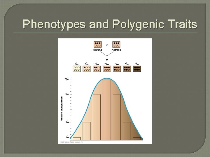 Phenotypes and Polygenic Traits Phenotypes and Polygenic Traits