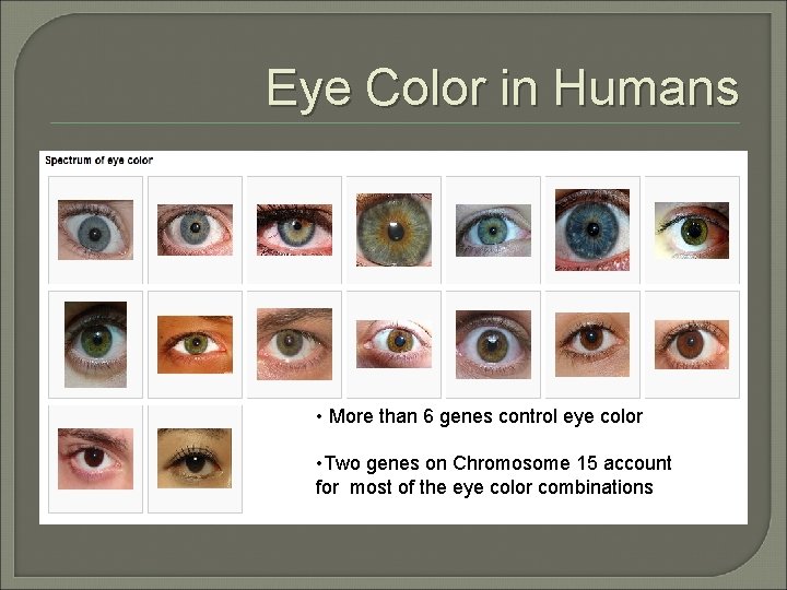 Eye Color in Humans • More than 6 genes control eye color • Two Eye Color in Humans • More than 6 genes control eye color • Two