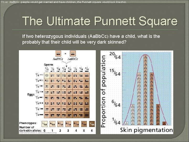 f two Aa. Bb. Cc people would get married and have children, the Punnett f two Aa. Bb. Cc people would get married and have children, the Punnett
