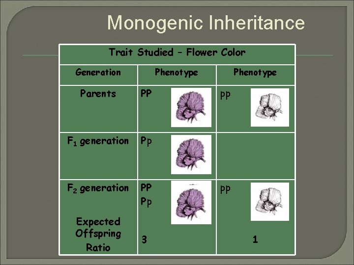 Monogenic Inheritance Trait Studied – Flower Color Generation Phenotype Parents PP F 1 generation Monogenic Inheritance Trait Studied – Flower Color Generation Phenotype Parents PP F 1 generation