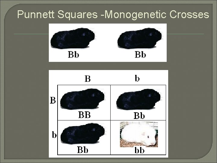 Punnett Squares -Monogenetic Crosses X Punnett Squares -Monogenetic Crosses X