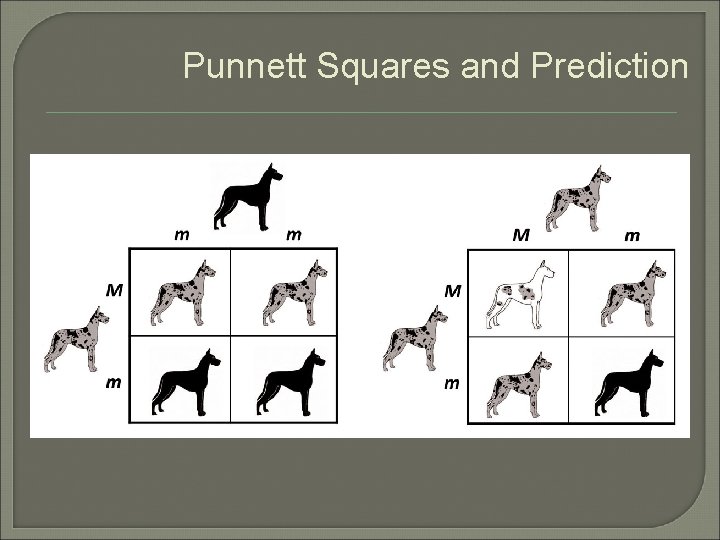 Punnett Squares and Prediction Punnett Squares and Prediction