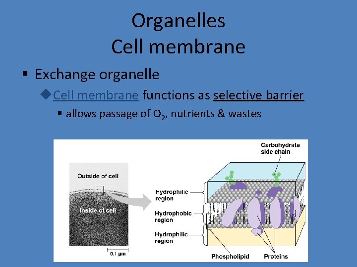 Organelles Cell membrane § Exchange organelle u. Cell membrane functions as selective barrier §