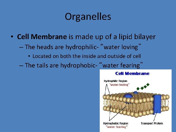 Organelles • Cell Membrane is made up of a lipid bilayer – The heads