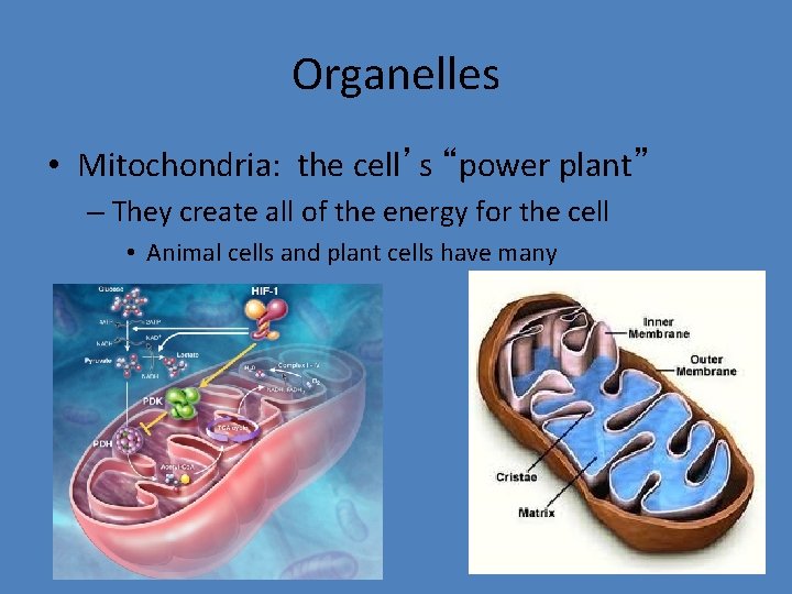 Organelles • Mitochondria: the cell’s “power plant” – They create all of the energy
