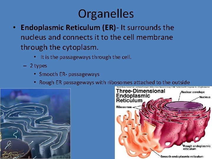Organelles • Endoplasmic Reticulum (ER)- It surrounds the nucleus and connects it to the