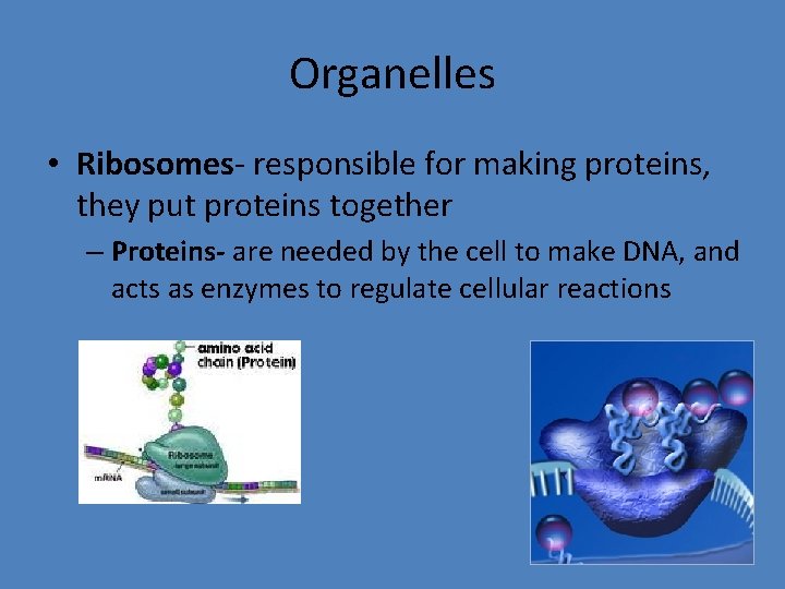 Organelles • Ribosomes- responsible for making proteins, they put proteins together – Proteins- are