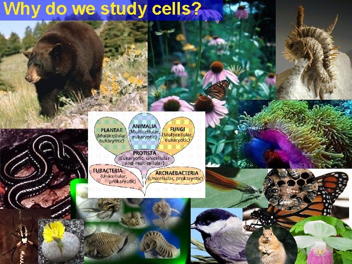 Why do we study cells? 2005 -2006 