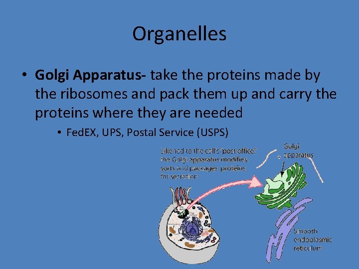 Organelles • Golgi Apparatus- take the proteins made by the ribosomes and pack them