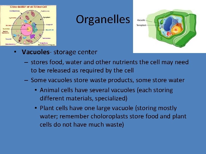Organelles • Vacuoles- storage center – stores food, water and other nutrients the cell