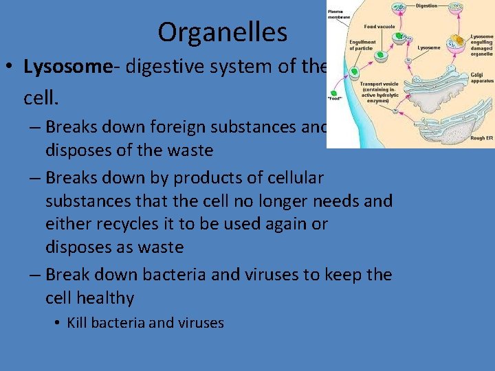 Organelles • Lysosome- digestive system of the cell. – Breaks down foreign substances and