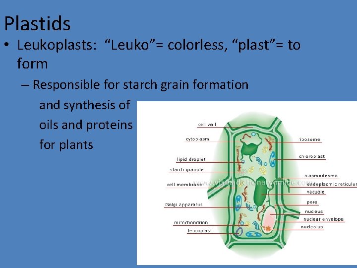 Plastids • Leukoplasts: “Leuko”= colorless, “plast”= to form – Responsible for starch grain formation