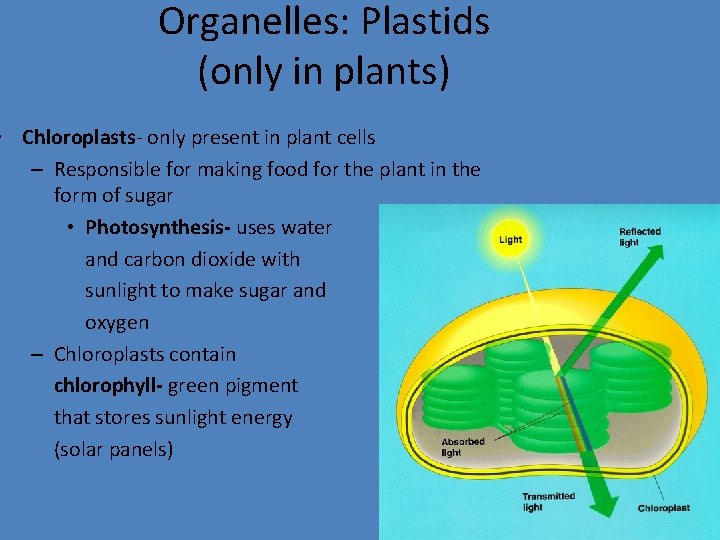 Organelles: Plastids (only in plants) • Chloroplasts- only present in plant cells – Responsible