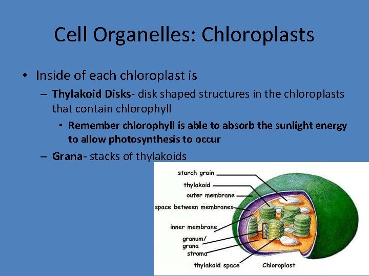 Cell Organelles: Chloroplasts • Inside of each chloroplast is – Thylakoid Disks- disk shaped