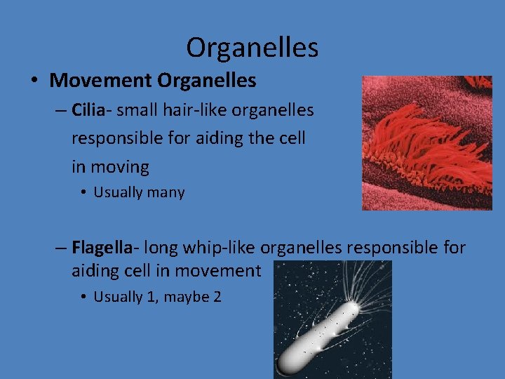 Organelles • Movement Organelles – Cilia- small hair-like organelles responsible for aiding the cell
