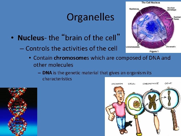 Organelles • Nucleus- the “brain of the cell” – Controls the activities of the