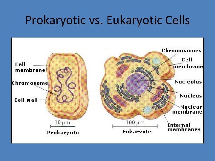 Prokaryotic vs. Eukaryotic Cells 
