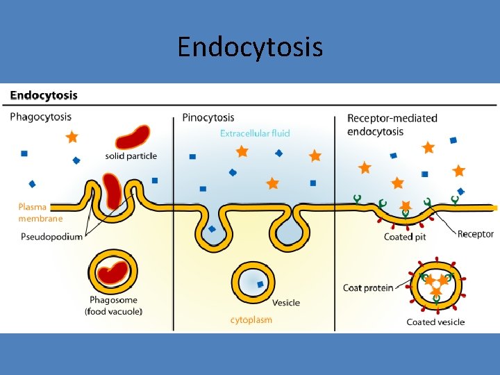 Endocytosis 