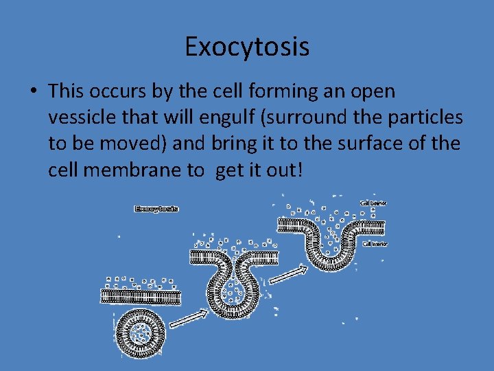 Exocytosis • This occurs by the cell forming an open vessicle that will engulf