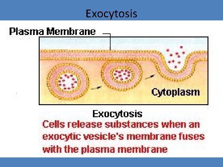 Exocytosis 
