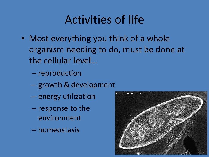 Activities of life • Most everything you think of a whole organism needing to