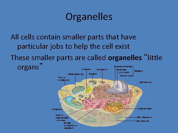Organelles All cells contain smaller parts that have particular jobs to help the cell