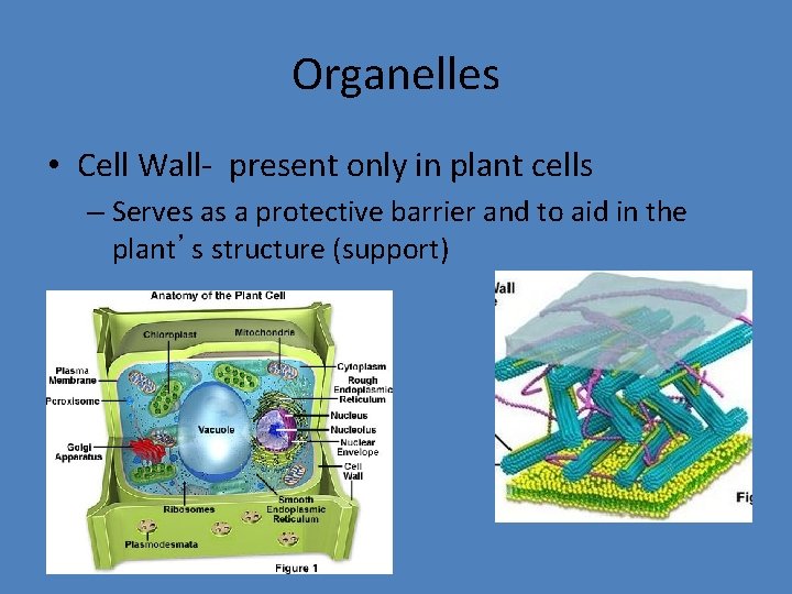 Organelles • Cell Wall- present only in plant cells – Serves as a protective