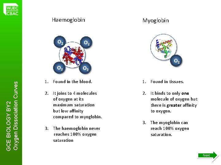 GCE BIOLOGY BY 2 Oxygen Dissociation Curves Haemoglobin Myoglobin 1. Found in the blood.