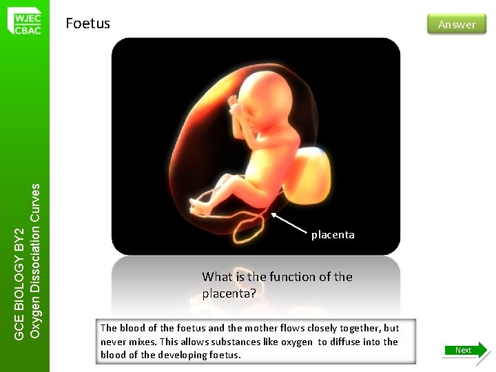 GCE BIOLOGY BY 2 Oxygen Dissociation Curves Foetus Answer placenta What is the function