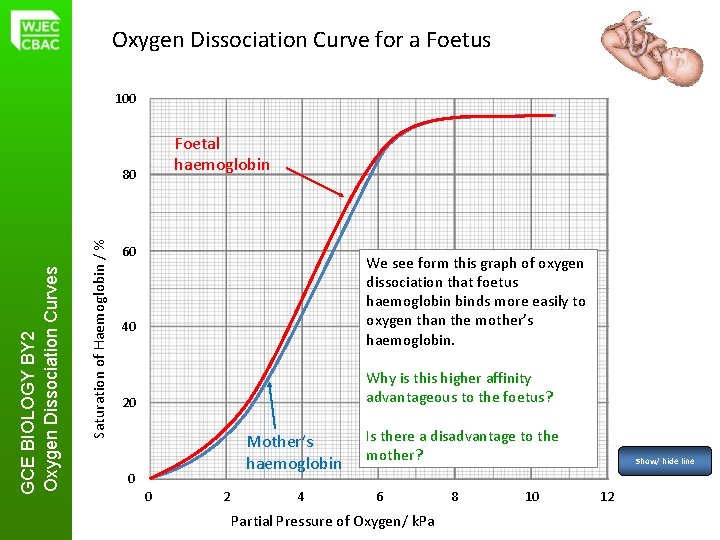 Oxygen Dissociation Curve for a Foetus 100 Foetal haemoglobin Saturation of Haemoglobin / %