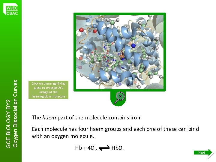 GCE BIOLOGY BY 2 Oxygen Dissociation Curves Click on the magnifying glass to enlarge