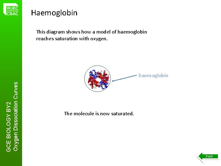 Haemoglobin This diagram shows how a model of haemoglobin reaches saturation with oxygen. GCE