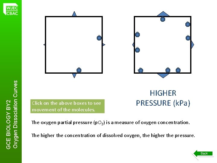 GCE BIOLOGY BY 2 Oxygen Dissociation Curves Click on the above boxes to see