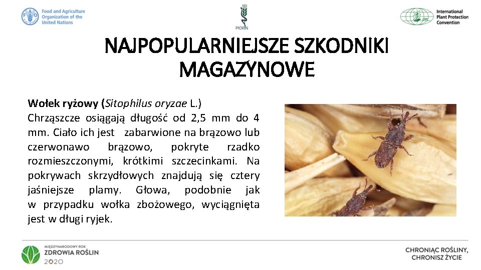 NAJPOPULARNIEJSZE SZKODNIKI MAGAZYNOWE Wołek ryżowy (Sitophilus oryzae L. ) Chrząszcze osiągają długość od 2,