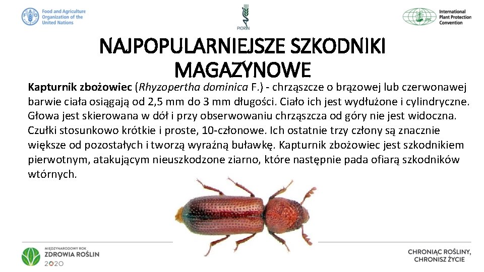 NAJPOPULARNIEJSZE SZKODNIKI MAGAZYNOWE Kapturnik zbożowiec (Rhyzopertha dominica F. ) - chrząszcze o brązowej lub