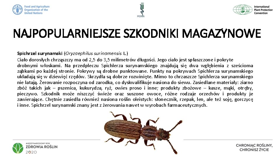 NAJPOPULARNIEJSZE SZKODNIKI MAGAZYNOWE Spichrzel surynamski (Oryzaephilus surinamensis L. ) Ciało dorosłych chrząszczy ma od