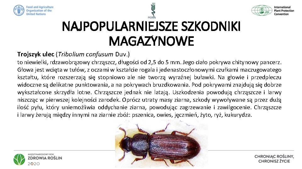 NAJPOPULARNIEJSZE SZKODNIKI MAGAZYNOWE Trojszyk ulec (Tribolium confusum Duv. ) to niewielki, rdzawobrązowy chrząszcz, długości