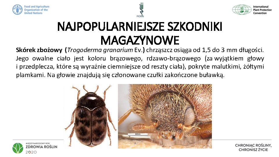 NAJPOPULARNIEJSZE SZKODNIKI MAGAZYNOWE Skórek zbożowy (Trogoderma granarium Ev. ) chrząszcz osiąga od 1, 5