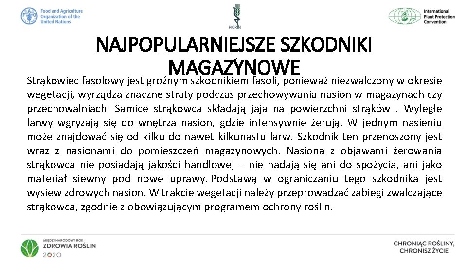 NAJPOPULARNIEJSZE SZKODNIKI MAGAZYNOWE Strąkowiec fasolowy jest groźnym szkodnikiem fasoli, ponieważ niezwalczony w okresie wegetacji,