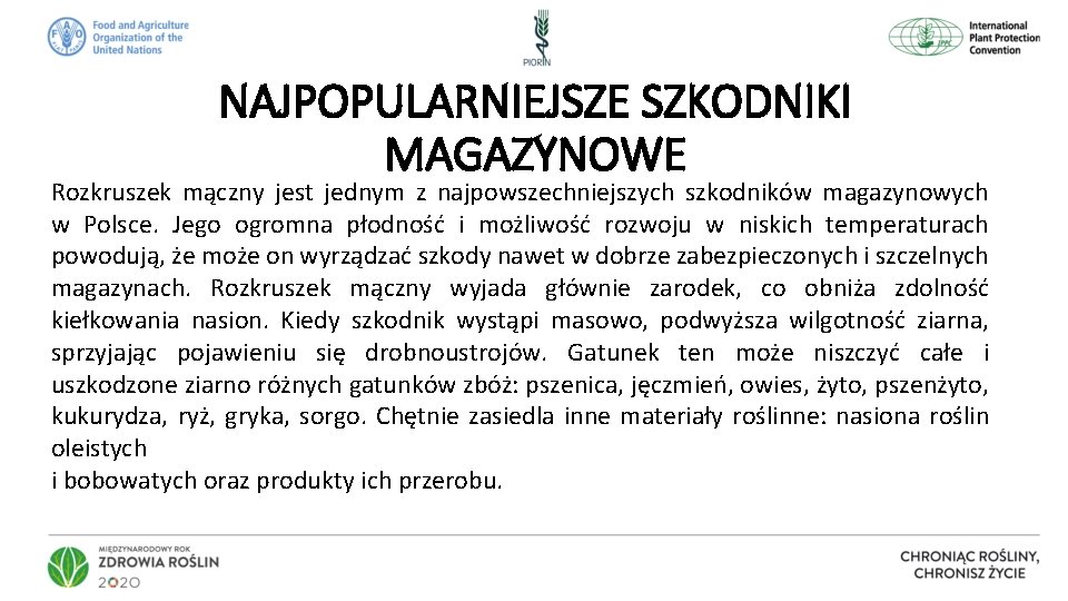 NAJPOPULARNIEJSZE SZKODNIKI MAGAZYNOWE Rozkruszek mączny jest jednym z najpowszechniejszych szkodników magazynowych w Polsce. Jego