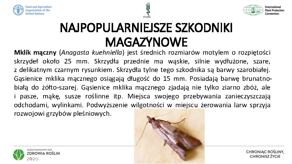 NAJPOPULARNIEJSZE SZKODNIKI MAGAZYNOWE Mklik mączny (Anagasta kuehniella) jest średnich rozmiarów motylem o rozpiętości skrzydeł