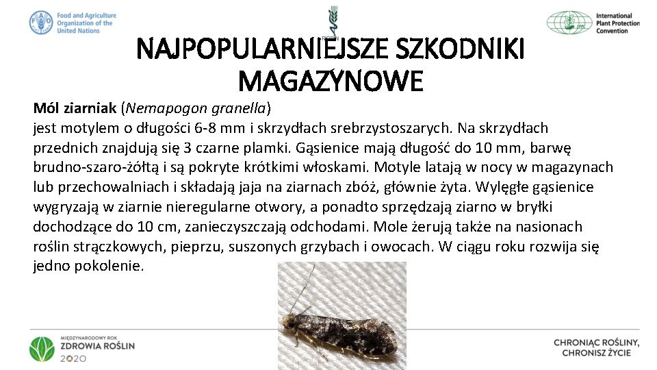 NAJPOPULARNIEJSZE SZKODNIKI MAGAZYNOWE Mól ziarniak (Nemapogon granella) jest motylem o długości 6 -8 mm