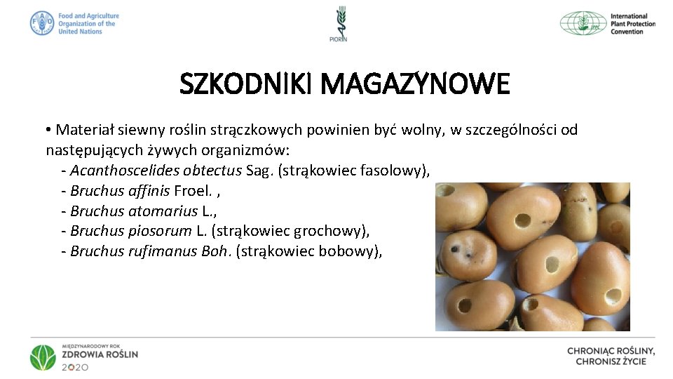 SZKODNIKI MAGAZYNOWE • Materiał siewny roślin strączkowych powinien być wolny, w szczególności od następujących